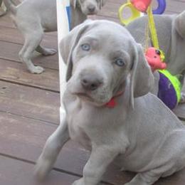 Weimaraners from Zana Schepis's Weimaraners