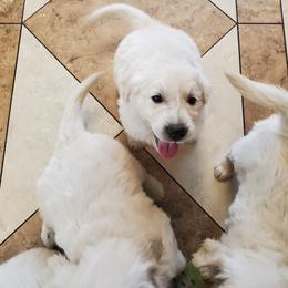 Golden Retriever Puppies from Hoekema Homestead Goldens