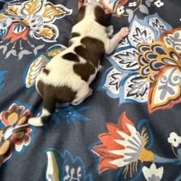 Rocco - Black and white male Shih Tzu puppy in Melbourne, Florida from Sassy Shih Tzu Puppies