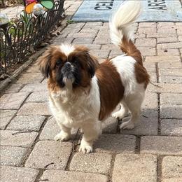Maxine - Pekingese