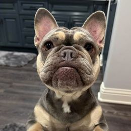 Willow - French Bulldog