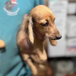 Rich - Cream male Dachshund puppy in Gavilan Hills, California from Bacchanal Kennel/Ranch
