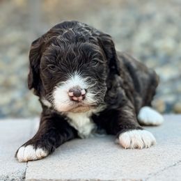 Brownie - Chocolate female Goldendoodle puppy in Twin Falls, Idaho from Magic Valley Family Doodles