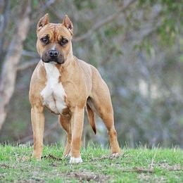 American Pit Bull Terriers and American Staffordshire Terriers from Sunrise Kennels
