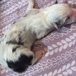 Ariel - Blue merle Australian Shepherd puppy in Lee, Florida from Lovey-dovey Aussies & Yorkies