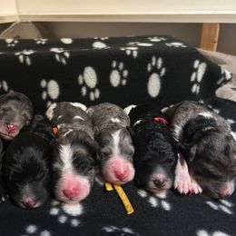 Bernedoodle puppies from Deutsch Hund Haus