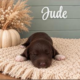 Jude - Chocolate male Goldendoodle puppy in Charlotte, North Carolina from Hopeful Heart Doodles
