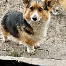 Judge - Pembroke Welsh Corgi