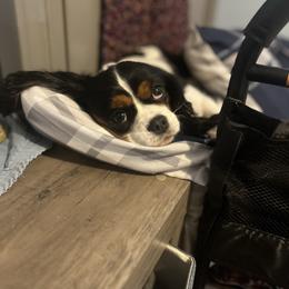 Cavalier King Charles Spaniel puppies from Shannon's Cavalier King Charles Spaniels