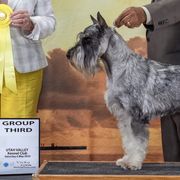 Destin - Standard Schnauzer