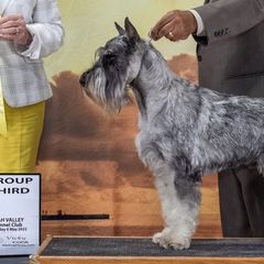 Destin - Standard Schnauzer