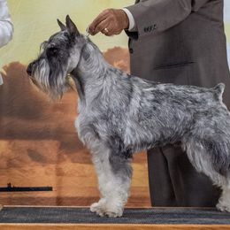 Destin - Standard Schnauzer