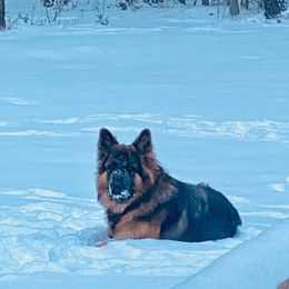 Rocky - German Shepherd