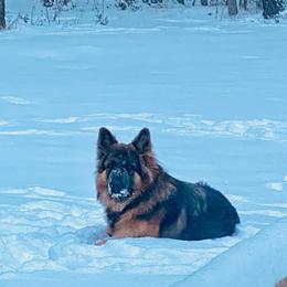Rocky - German Shepherd