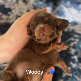 Woody - Chocolate and tan male Dachshund puppy in Guthrie, Oklahoma from Kingdom Mini Dashchunds
