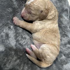 Girl 5 - Gold female Bordoodle puppy in Indianapolis, Indiana from Indiana Bordoodles