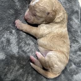 Girl 5 - Gold female Bordoodle puppy in Indianapolis, Indiana from Indiana Bordoodles