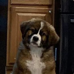 Companion Cross and Saint Bernard Puppies from Coleman Saint Bernards of Ohio