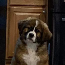 Companion Cross and Saint Bernard Puppies from Coleman Saint Bernards of Ohio
