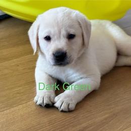 Boy Dark Green - Yellow male Labrador Retriever puppy in Santa Clarita, California from Five Star Labradors