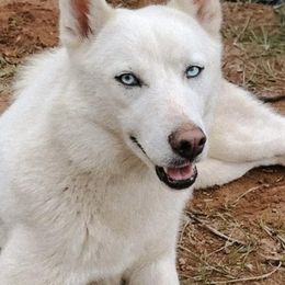 Alaska - Siberian Husky