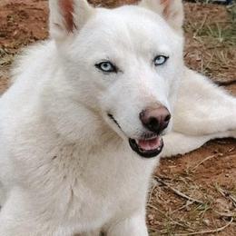 Alaska - Siberian Husky