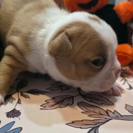 Tala - Red female Boston Terrier puppy in Kingsport, Tennessee from Irish Heart Bostons