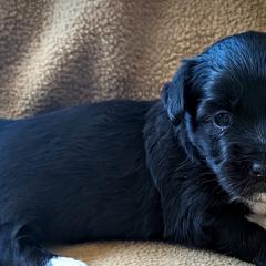 Cavatons and Cotons de Tulear from A Little Dog'll Do Ya