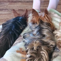 Yorkshire Terriers from Michelle's Yorkies