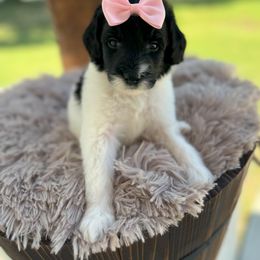 Bernedoodle and Goldendoodle Puppies from Cozy Creek Doodles