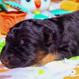 Brown Collar - Male - Black and red male German Shepherd puppy in Charlotte, North Carolina from Zuflucht K9s