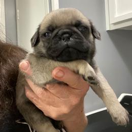 Boy 2 - Fawn male Pug puppy in Olin, North Carolina from Piggy Pugs