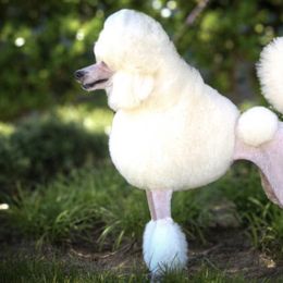 Poodles from Desert in the South Standard Poodles