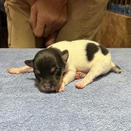 Chloe - White black and tan female Rat Terrier puppy in Gonzales, Texas from Sunshine Deckers