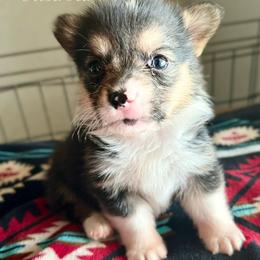 American Corgi Puppies from 5H Corgis