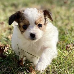 Papillons from Sablewings (www.sablewings.com)