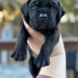 Cane Corso Puppies from Coastal View Kennels