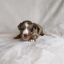 Birdie - Red merle female Aussiedoodle puppy in Burbank, Ohio from Berns & Doodles