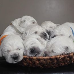 Golden Retrievers from Legendary Summer Goldens