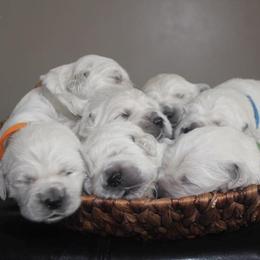 Golden Retrievers from Legendary Summer Goldens