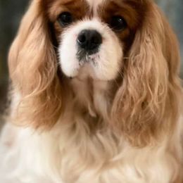Cavalier King Charles Spaniels from Lap Warmers Cavaliers