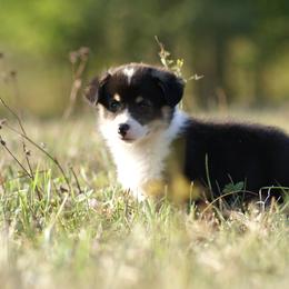 Pembroke Welsh Corgi Puppies from Willow Creek Corgis