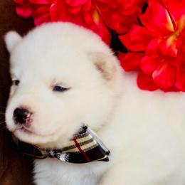 Yuko - White male Siberian Husky puppy in Atlanta, Georgia from Lobban Huskies