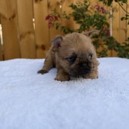 Lady - Belge female Brussels Griffon puppy in Durant, Oklahoma from Trademark Brussels Griffon