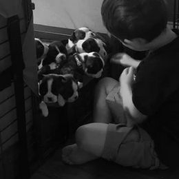 Boston Terrier Puppies from H & H Boston Terriers