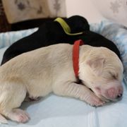 Barbado da Terceira Puppies from Azorean Heritage Barbados