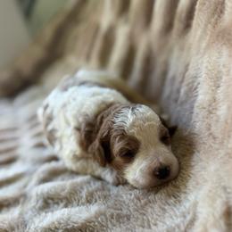 Shadow - Parti female Goldendoodle puppy in Jacksonville, Florida from Dandelion Doodles