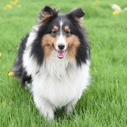 Gracie - Shetland Sheepdog