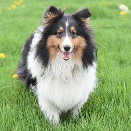 Gracie - Shetland Sheepdog