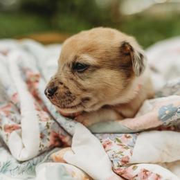 American Corgi and Pembroke Welsh Corgi Puppies from Dollhouse Farm